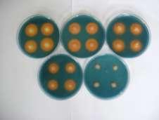 Isolated EB strains were screened in vitro for