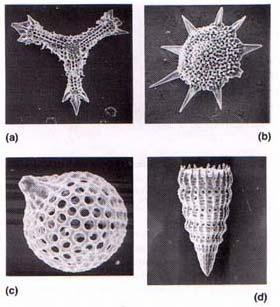 Scanning electron micrographs of radiolarians Radiolarians are marine zooplankton with a range of Cambrian to Recent.