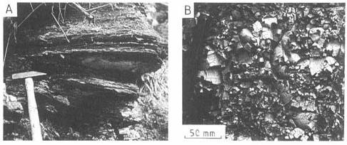 Shale and Mudstone Fissile black, organic-rich shale. Kimmeridge Clay, Jurassic. Yorkshire, England.