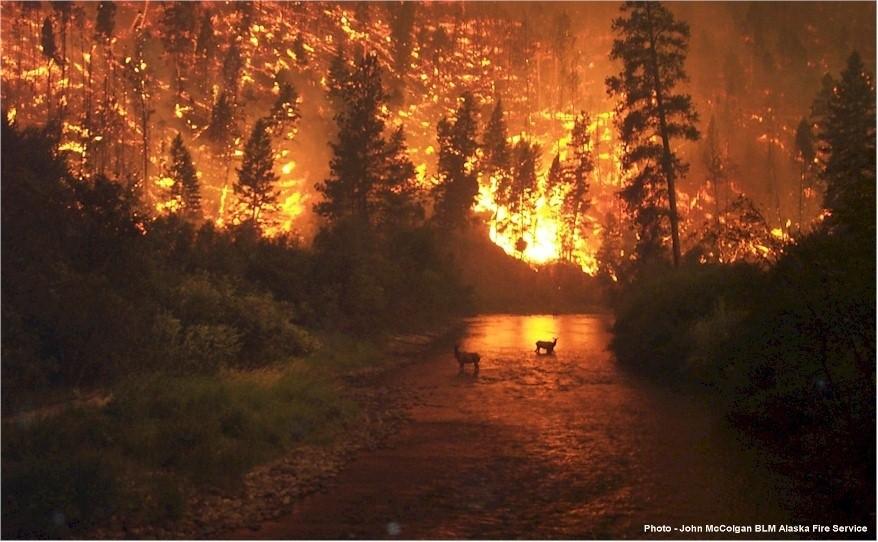 Forest Fires and Atmospheric Oxygen CH2O + O2 CO2 + H2O