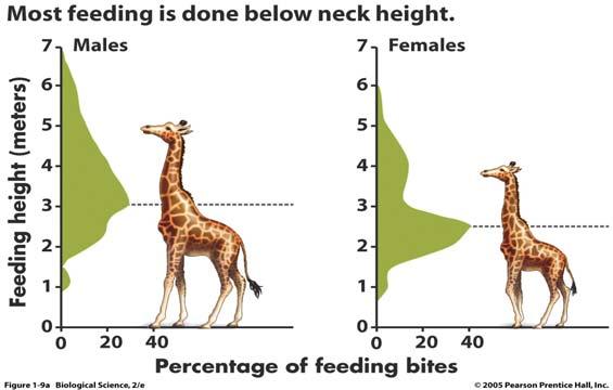 17) Given the data above, which of the following observations lead to the conclusion that the food competition hypothesis for giraffe neck length might not be correct? A.