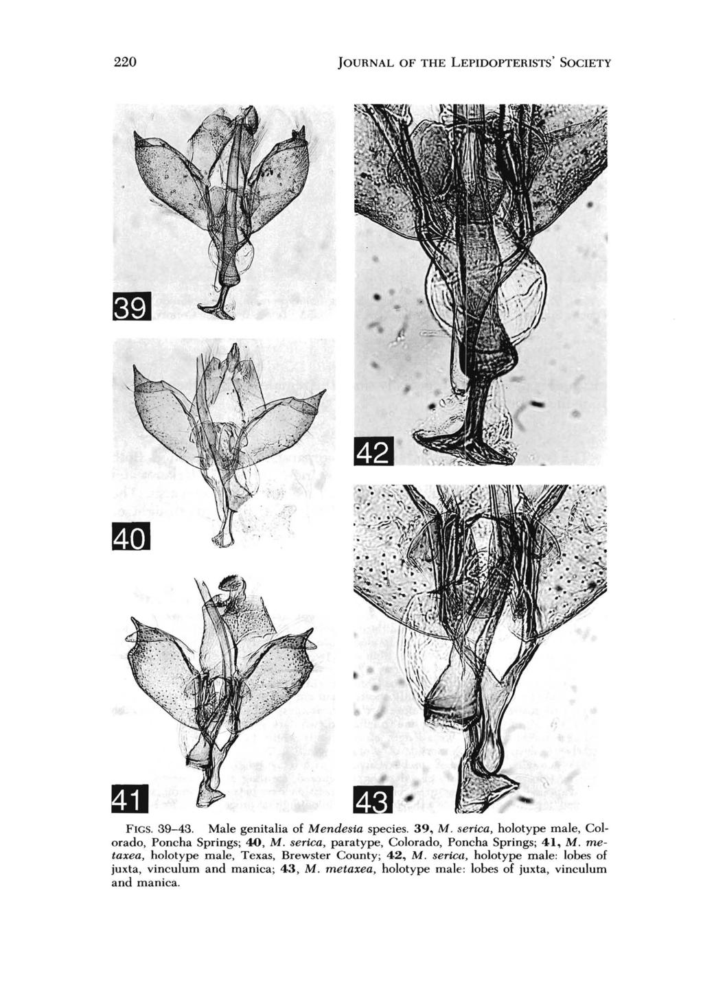 220 JOURNAL OF THE LEPIDOPTERISTS' SOCIETY m FIGS. 39-43. Male genitalia of Mendesia species. 39, M. serica, holotype male, Colorado, Poncha Springs; 40, M.