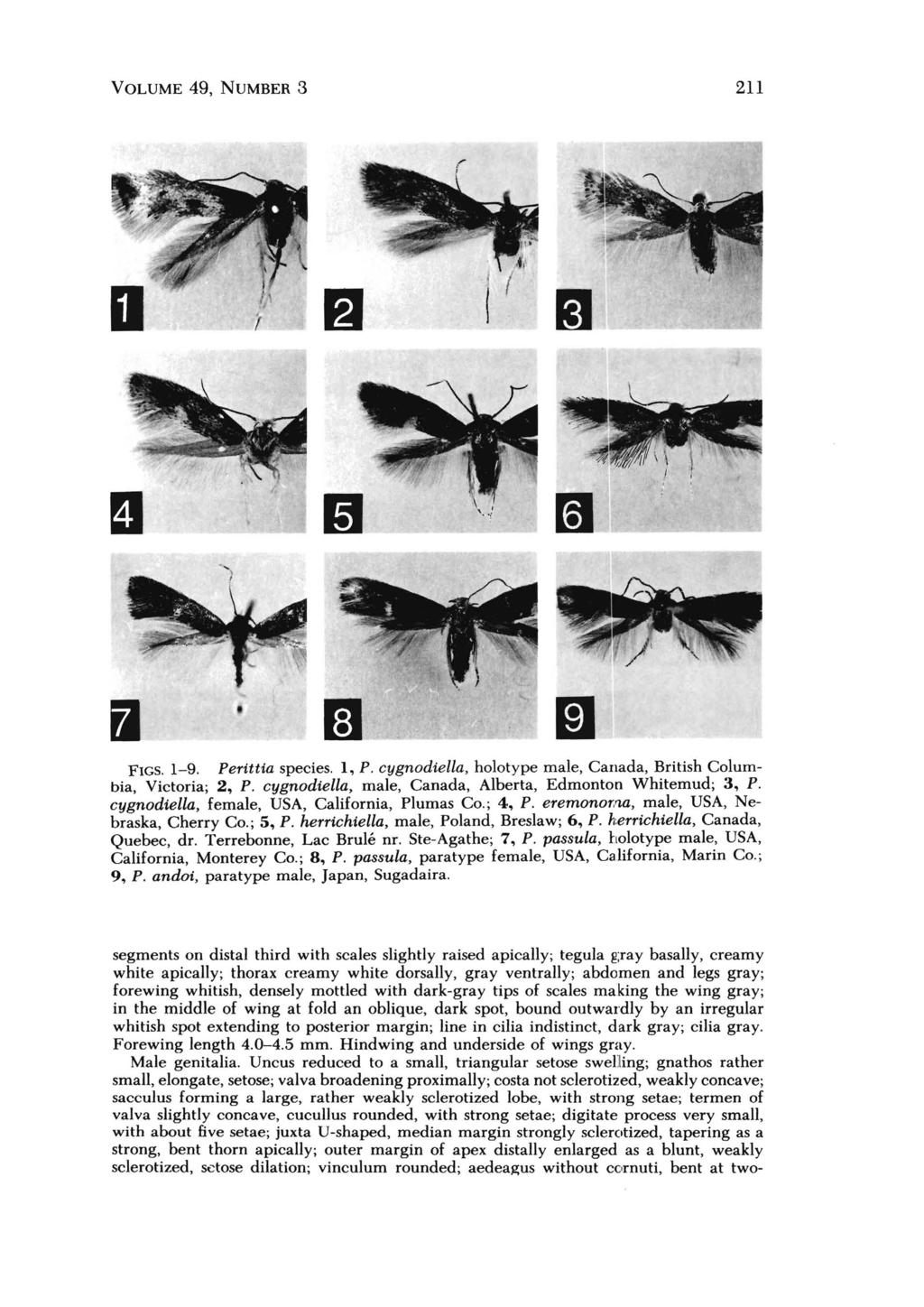 VOLUME 49, NUMBER 3 211 FIGS. 1-9. Peritiia species. 1, P. cygnodiella, holotype male, Canada, British Columbia, Victoria; 2, P. cygnodiella, male, Canada, Alberta, Edmonton Whitemud; 3, P.