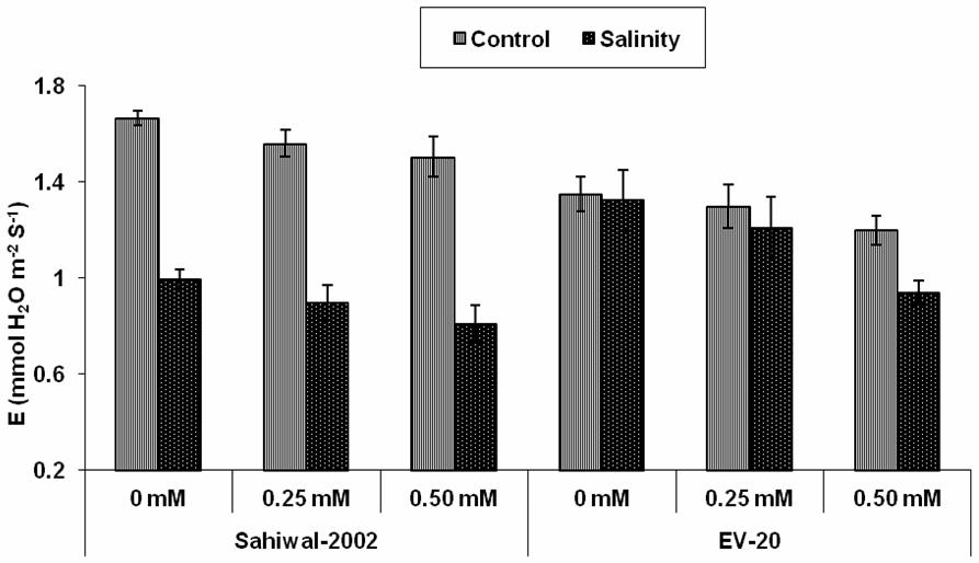 Effect of salicylic acid on the chlorophyll b content of two maize genotypes grown in absence and presence of salt. Fig. 5.