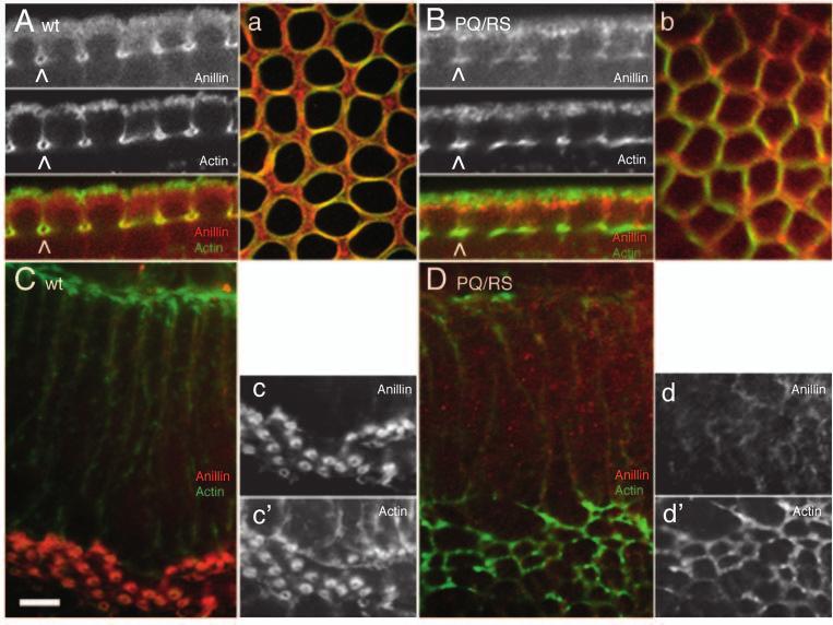 2852 132 (12) Research article Fig. 2. Anillin and F-actin localization during cellularization. Indirect immunofluorescence of formaldehydefixed embryos using laser confocal imaging.