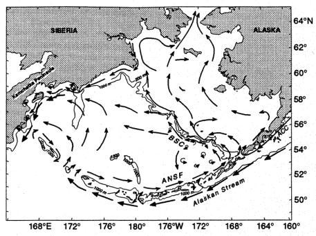 The Bering Sea/ Relationship ANSF= Aleutian North Slope Current BSC = Bering Slope Current Anadyr (colder, saltier, nutrient-rich) Bering Shelf Waters (in between!) Exit route!