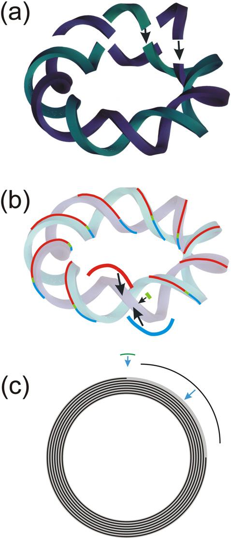 4. Segmented Fabrication of Large Complex Coils using HTS Conductors To facilitate the winding of large complex coils, such as the helical coils of FFHR-d1, one possibility is segmented fabrication
