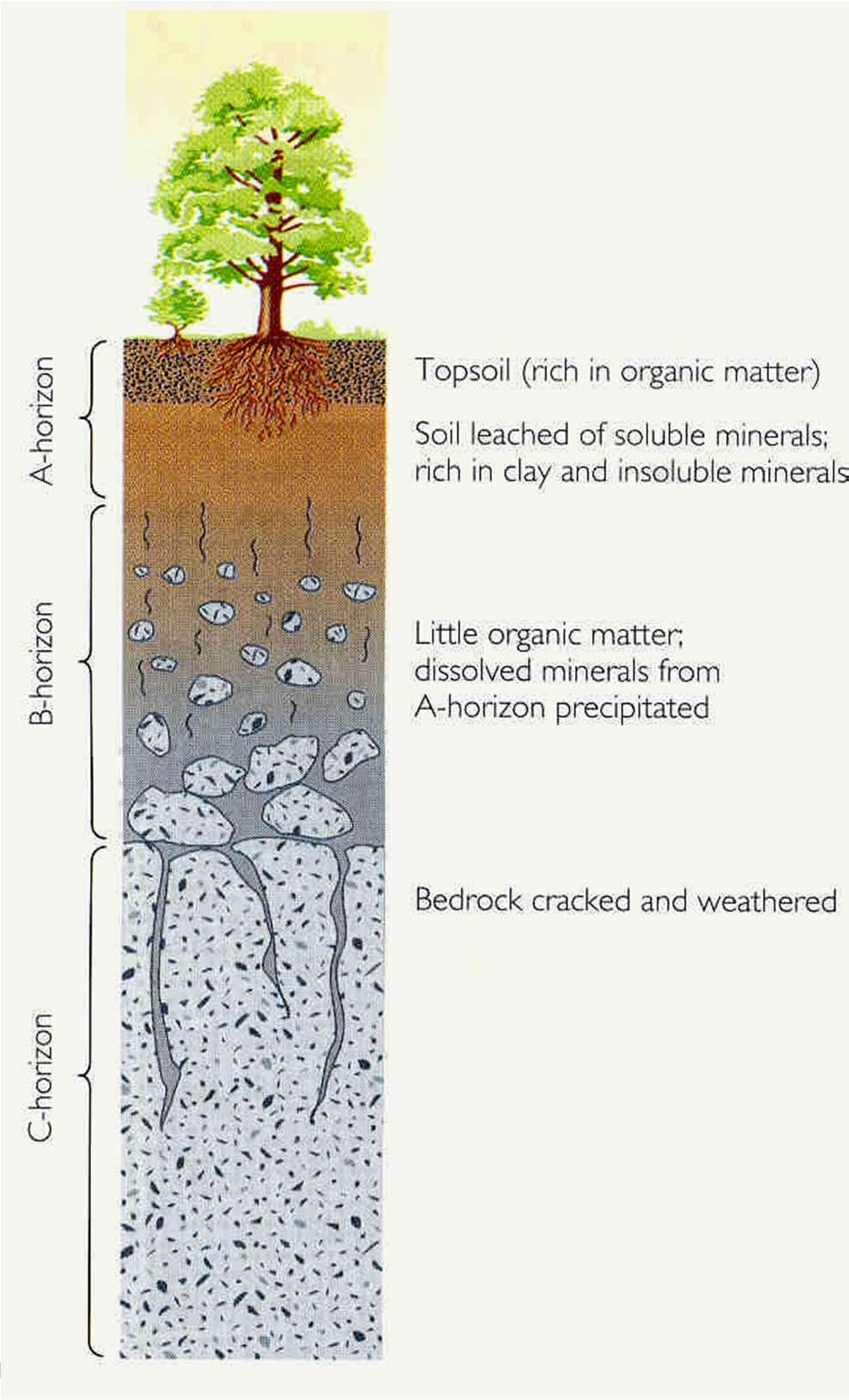 Factors controlling soil formation Climate, parent material, organic activity, relief and slope, and time are the critical factors in soil formation.