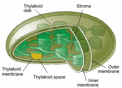 Chloroplast Where