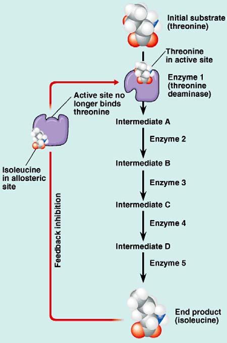Organizing sequential enzymes on membranes or in enzyme complexes enhances their activity. Some organelles of cells do just this!