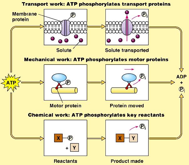 Metabolism, Energy and Life - 1 3 ATP and the Energy Picture Before we leave our discussion about metabolism we need to revisit our earlier discussions about energy and chemical reactions.