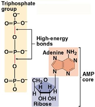 Metabolism, Energy and Life - 1 4 The phosphate bonds of ATP are unstable (because the negatively charged phosphate molecules are crowded together in the ATP structure).