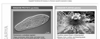 Kingdoms Domains: The Eukaryote Kingdoms Archaea Kingdoms still being worked out Bacteria - Kingdoms still being worked out Eukarya Kingdom Protista Kingdom Fungi Kingdom Plantae