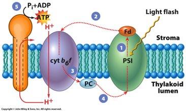 cytochrome complex pump H + nto lumen synthase AD STRMA (low H + concentraton) + H + Carbon fxaton C pathway / Calvn cycle three phases carbon fxaton reducton regeneraton of condensed wth