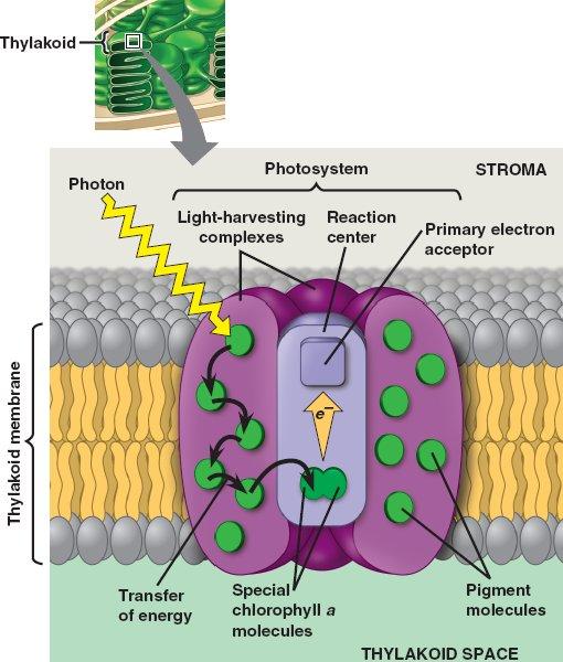 A photosystem is a group of chlorophyll and other molecules in the thylakoid that func@on as a