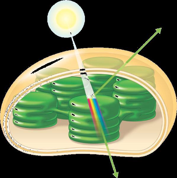 sun CO 2 Chloroplasts in