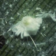 Whiteflies *Major pests of