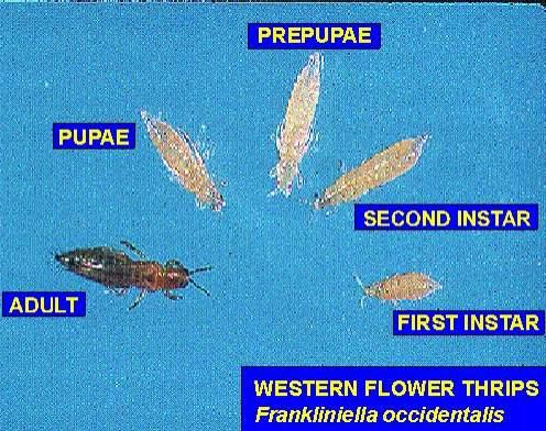 Thrips Damage on Rose Bud Life Cycle of