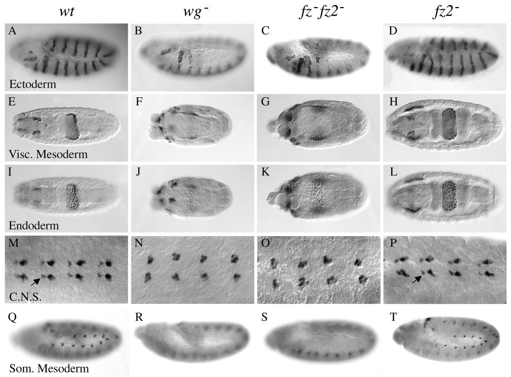 5446 C.-m. Chen and G. Struhl Fig. 3. Absence of Wg signal transduction in fz H51 fz2 C1 mutant embryos.