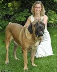 imagery: The giant dog you can see from space Monday, June 9, 2008 BORIS the bull mastiff is so big that he can be seen