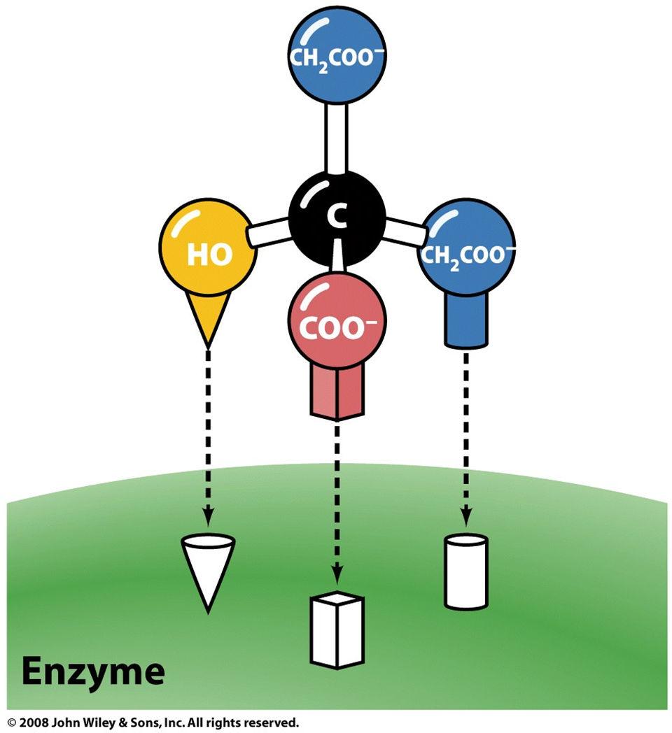 Enzymes are