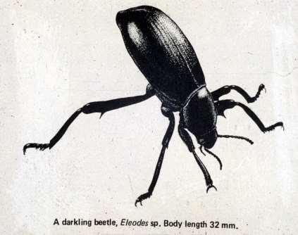 beetles.