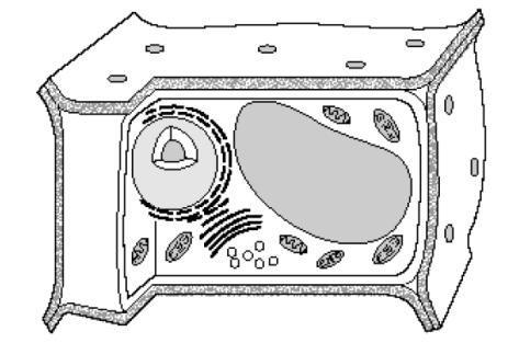 YEAR 9 PRACTICE EXAM 1: 2014 [60 marks] Question One: [3 marks] The diagram shows a drawing of a cell. Is this a plant or animal cell? Give THREE reasons for your answer. 1. 2. 3.