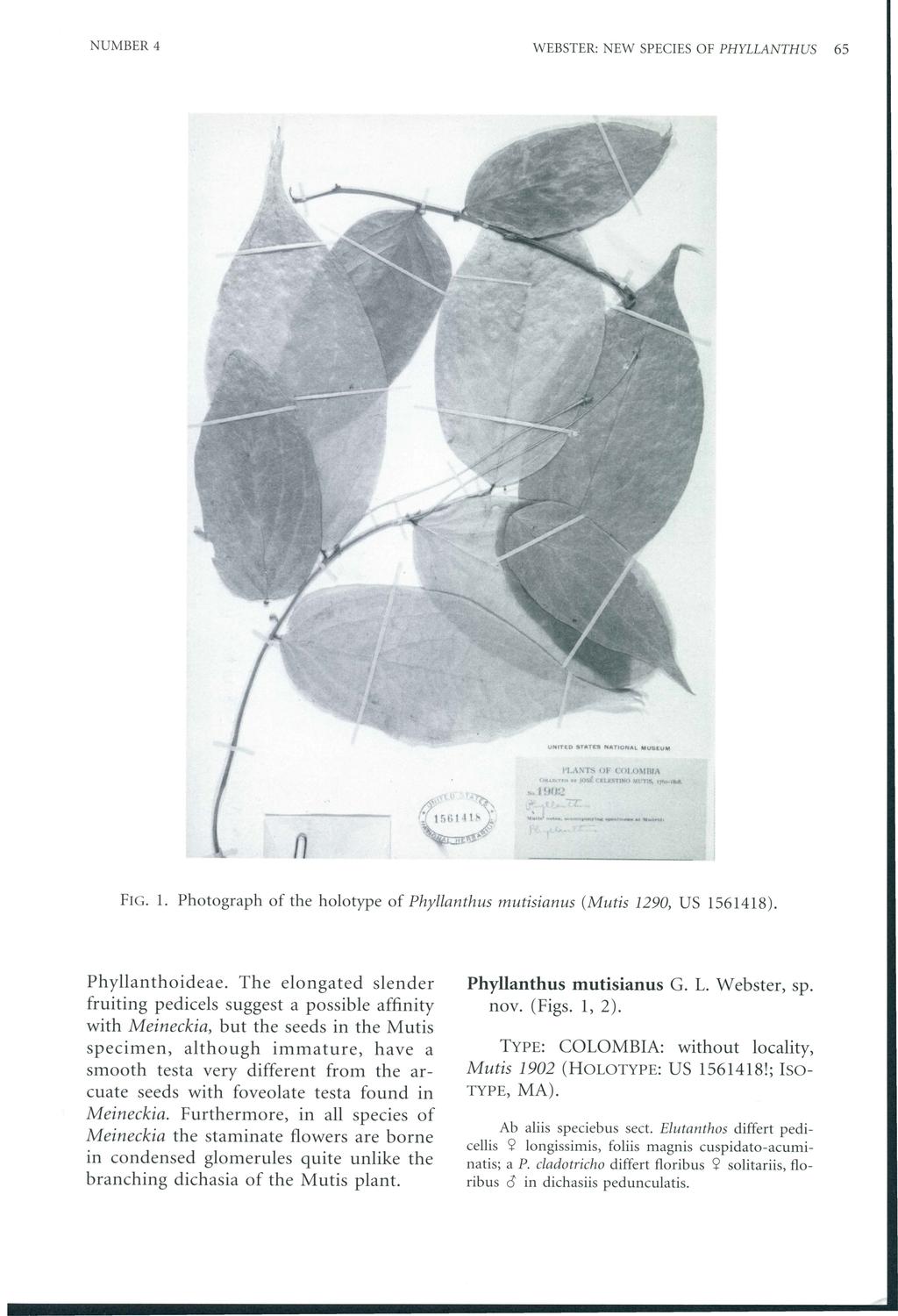 NUMBER 4 WEBSTER: NEW SPECIES OF PHYLLANTHUS I ( FIG. 1. l'i \'\T.., l)j- ( O LI Hlnl,\ ~ P:~ la ll "' )MIJT11,.T tw n Photograph of the holotype of Phyllanthus mutisianus (Mutis 1290, US 1561418).
