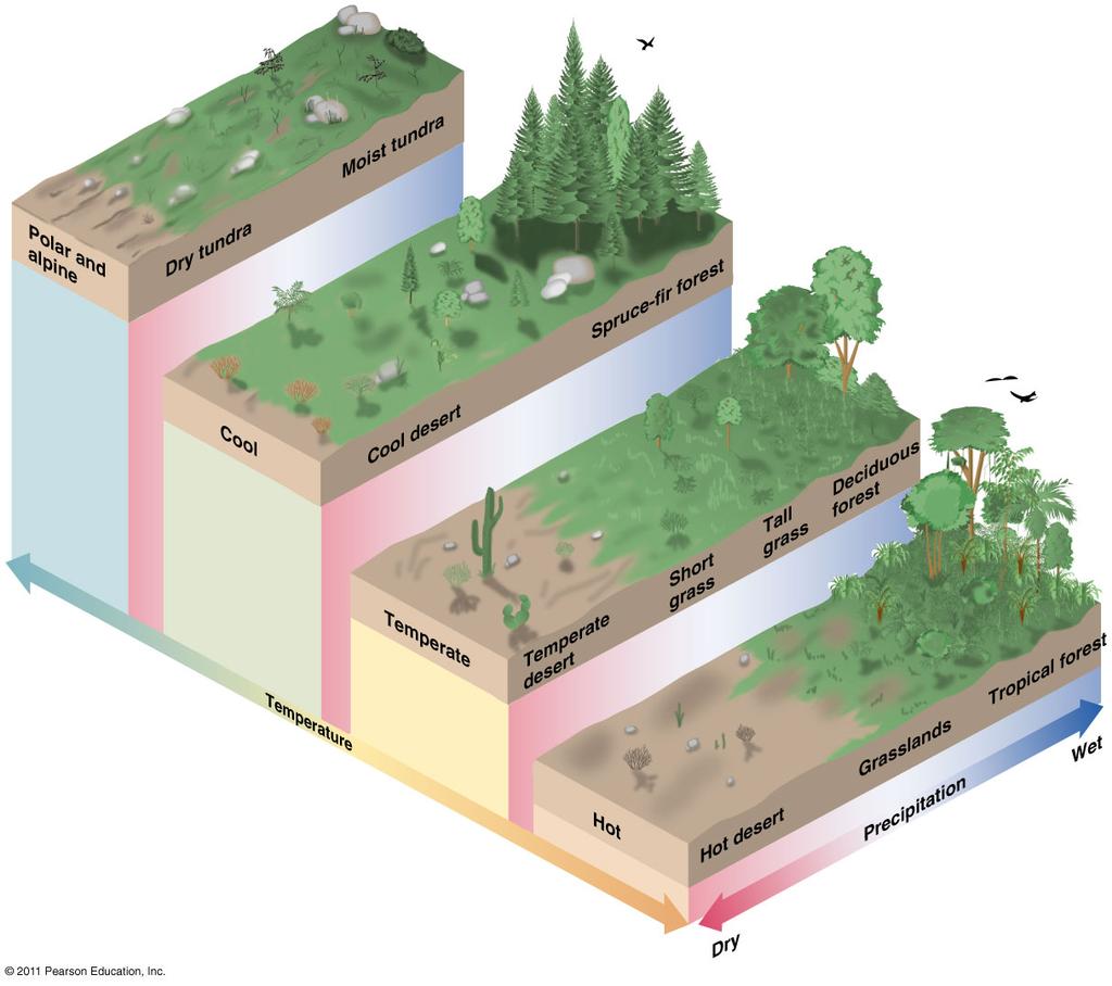 Biomes: the different climatically and geographically defined major