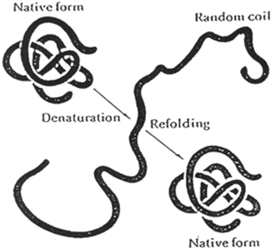Protein Folding: The Denatured State Refers to the mostly unfolded state Usually D lacks any ordered structural elements, and is the higher-energy state under physiological conditions Some D states