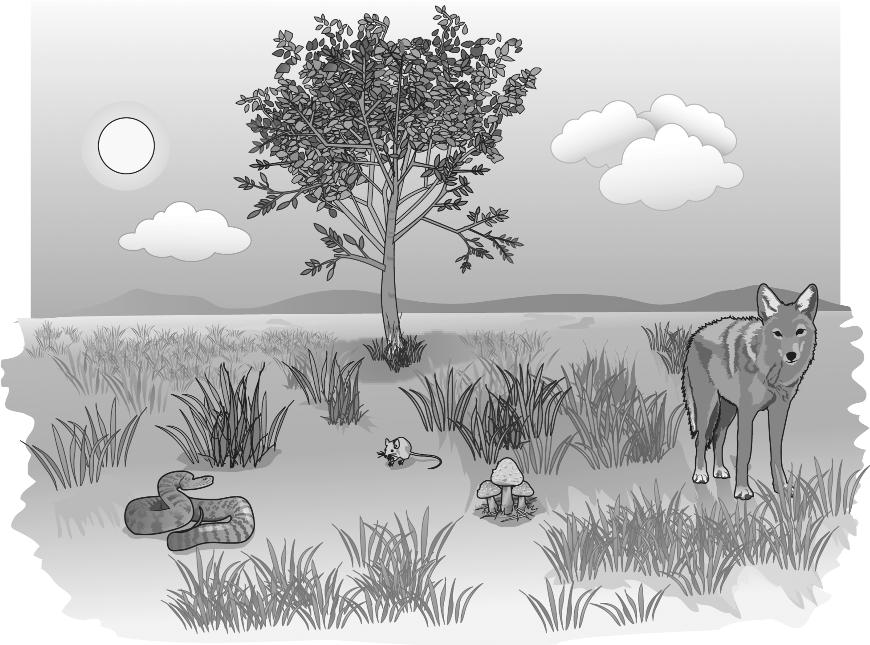 38. A prairie ecosystem includes many different organisms, such as grasses, coyotes, trees, mushrooms, snakes, and mice, as shown in the picture below.