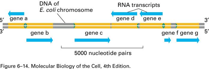 Eukaryotes have 3 RNA polymerases;