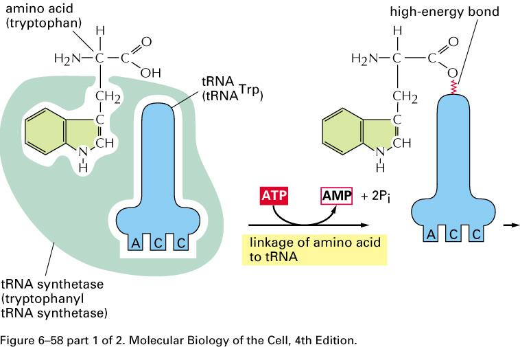 A trna synthetase adds W to