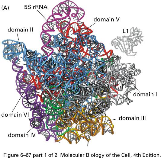 X-ray structure of a bacterial