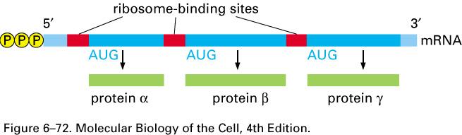 A single molecule of procaryotic mrna can carry several