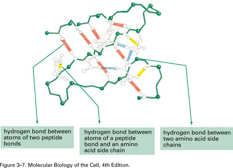 H-bonds often run between the O of C=O and the N of N-H; the N is