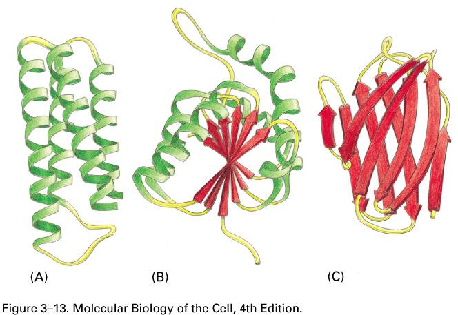 Ribbon models of 3 protein domains.