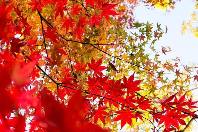 Why Leaves Change Color Food Factory Leaves are like the food factory of a plant. They contain a chemical called chlorophyll which needs sunlight for production.