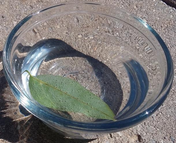 Watch a leaf breath What you need: A clear glass bowl Lukewarm water A leaf freshly picked from a tree A small rock What you do: Fill your bowl with lukewarm water Set it full sunlight Pick a leaf
