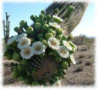 Plants that live in the desert are called xerophytes.