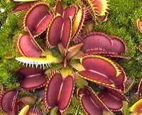 Plants that have specialized features for obtaining nutrients include carnivorous plants and parasites.