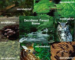 MAJOR(BIOMES( DECIDUOUS( FORESTS(