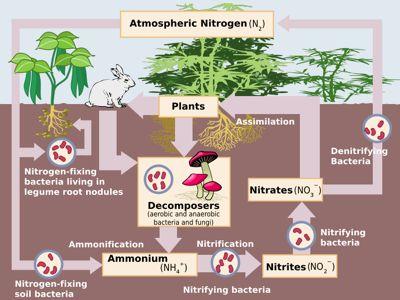 NUTRIENT(CYCLES( Nitrogen(is(required(