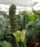 Spadix position Spadix color Berry length Berry width Berry color Shape of berry tip
