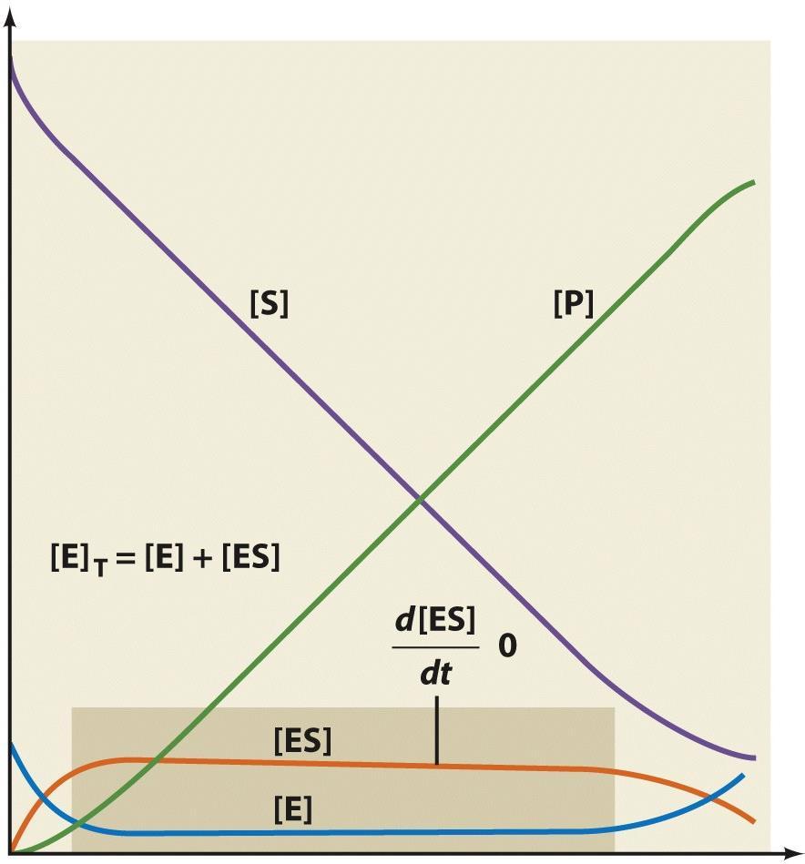 Michaelis-Menten Kinetics: Steady-State Assumption [S] 0 Progress Curves - Given that the total enzyme (E 0 ) only exists in two states either as free enzyme (E) or that bound to the substrate (ES)