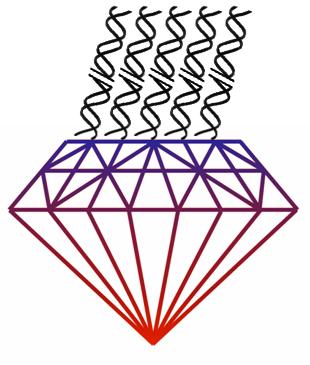 Ellipsometry of DNA on diamond