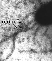 E. Coli swims by rotating its flagella Flagellar rotation as a means of bacterial motility 1974 1µm 10 µm Speed: