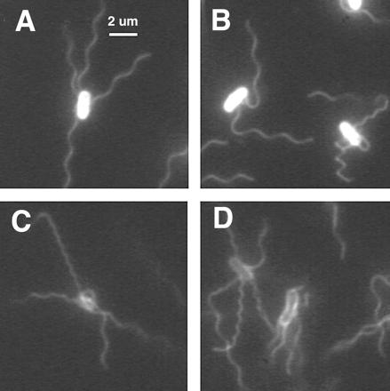 Real-time imaging of fluorescent flagellar filaments