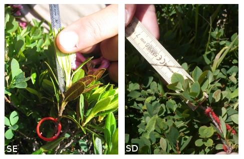 Figure 5: a) SE: measurement of the length from petiole to apex of foliar buds b) SD: length of marked branch from xed reference level to highest leaf apex one.