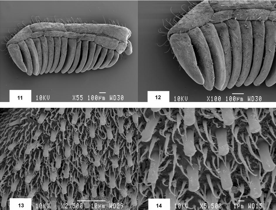 186 Wilson R. Lourenço Fig. 11-14. Ananteris elisabethae (male holotype). 11: Right pecten. 12: Distal extremity of the same. 13-14: Microstructure of peg sensilla on teeth.